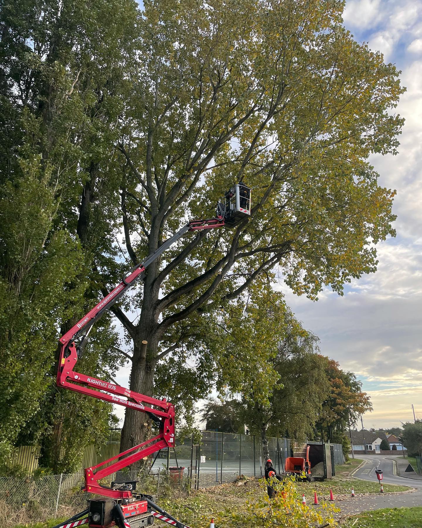 The Benefits of Regular Tree Pruning - S P Landscapes