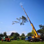 A large crane is lifting a tree, with workers and equipment positioned on the ground below. The sky is clear and blue, and the scene takes place in an open, grassy area.